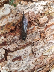 Xyeloidea