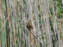 Acrocephalus melanopogon