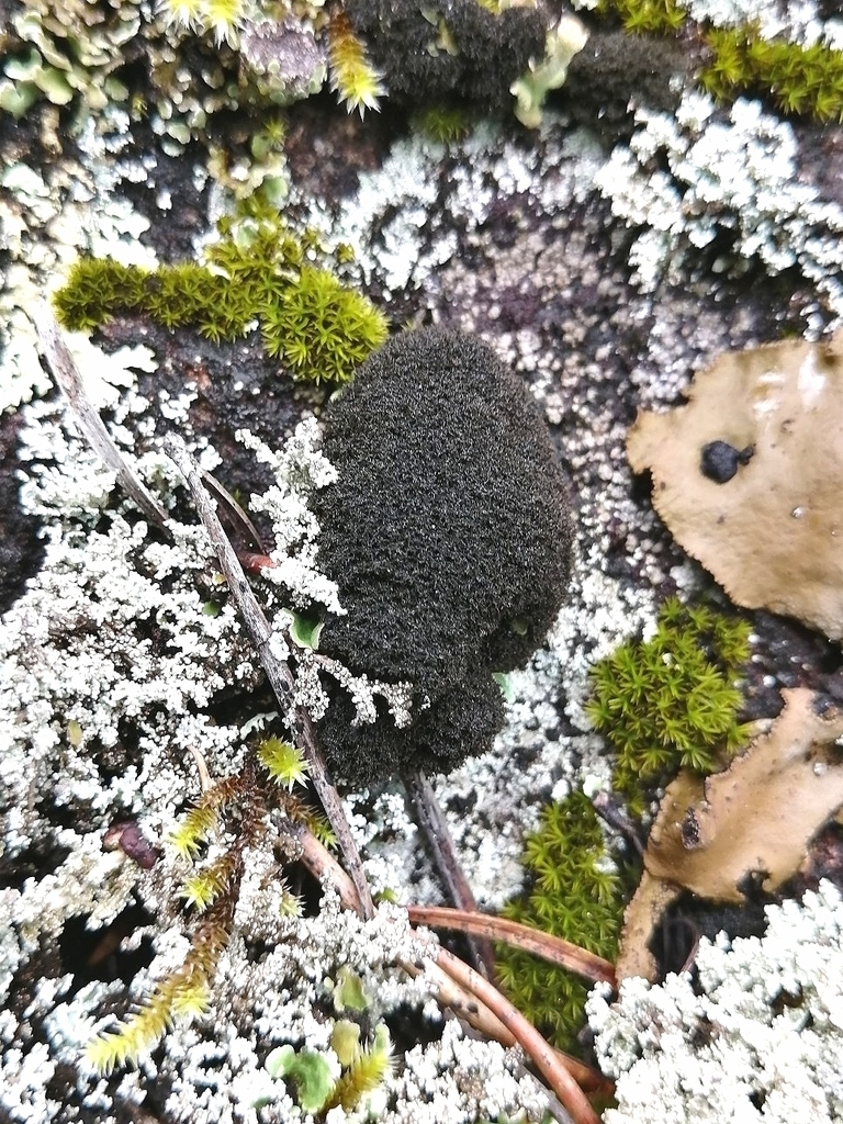 Rock Hairball Lichen