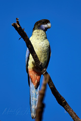 Platycercus venustus