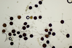Erysiphe palczewskii