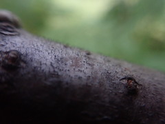 Phaeocalicium curtisii