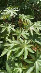 Ricinus communis