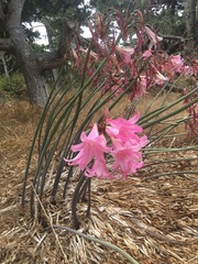 Amaryllis belladonna