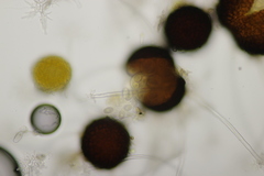 Erysiphe palczewskii