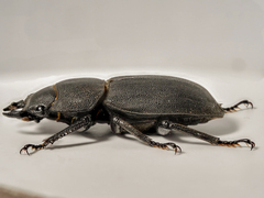 Dorcus parallelipipedus