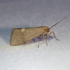 Cisthene dorsimacula