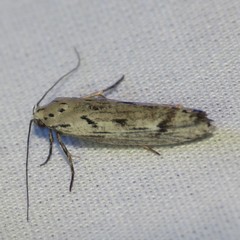Ethmia discostrigella