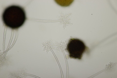 Erysiphe palczewskii