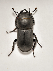 Dorcus parallelipipedus