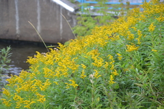 Solidago gigantea