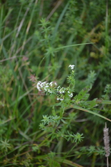 Galium mollugo