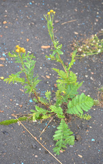Tanacetum vulgare