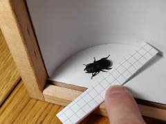 Dorcus parallelipipedus