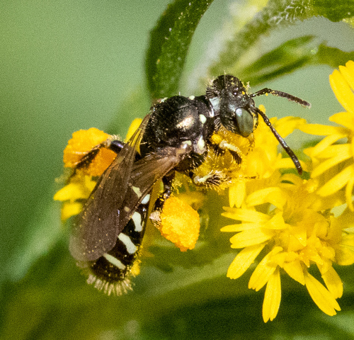 Eight-spotted Fairy Bee photo 5