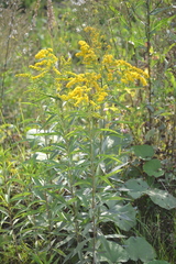 Solidago gigantea