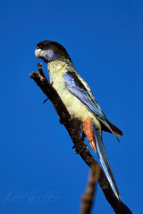 Platycercus venustus