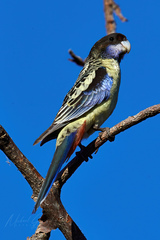 Platycercus venustus