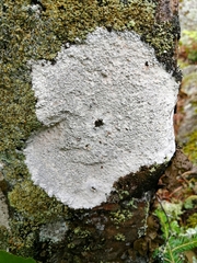 Lecanora rupicola