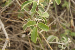 Galactia lindenii