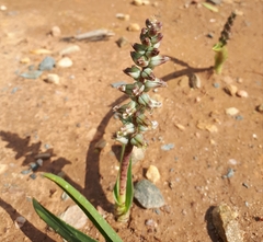 Lachenalia perryae