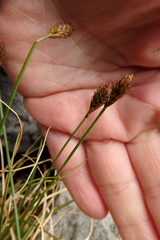 Carex micropoda