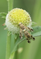 Myriactis nepalensis