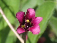 Diascia elongata
