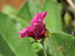Diascia elongata