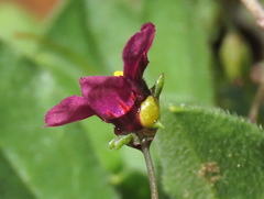 Diascia elongata