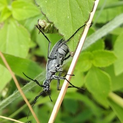 Epicauta curvicornis