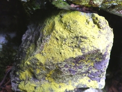 Chrysothrix chlorina