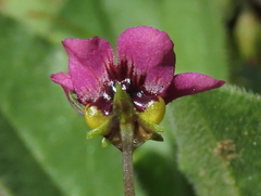 Diascia elongata