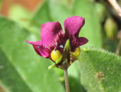 Diascia elongata