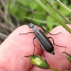 Epicauta curvicornis