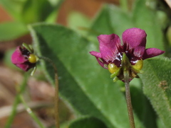 Diascia elongata