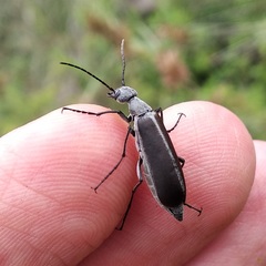 Epicauta curvicornis