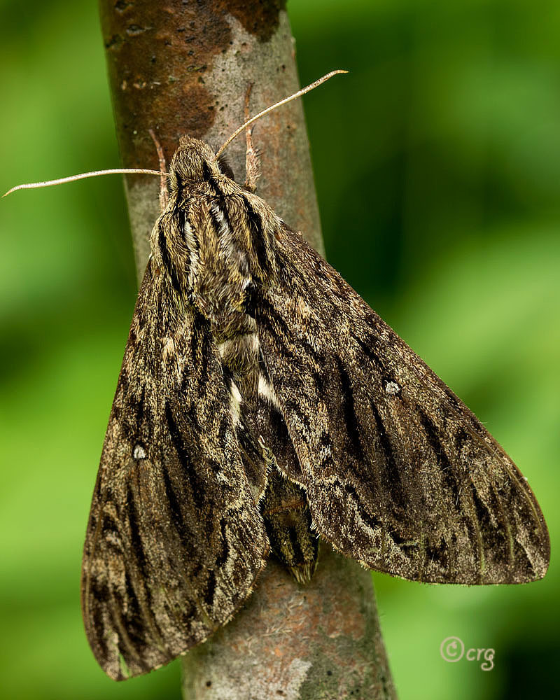 Hermit Sphinx Common Moth And Butterflies Of Indiana · Inaturalist