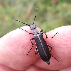 Epicauta curvicornis