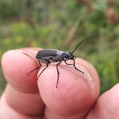 Epicauta curvicornis