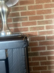 Polistes fuscatus