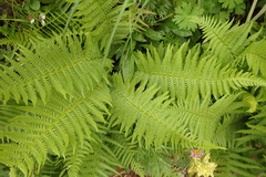 Oreopteris quelpartensis