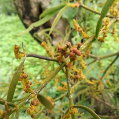 Phoradendron carneum