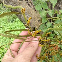 Phoradendron carneum