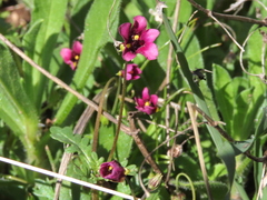 Diascia elongata