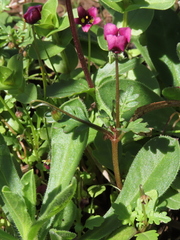 Diascia elongata