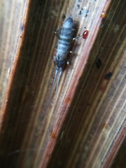 Pogonognathellus longicornis