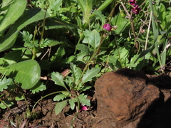 Diascia elongata