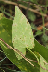 Puccinia convolvuli