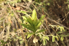 Verbesina centroboyacana